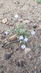 Nemophila menziesii integrifolia
