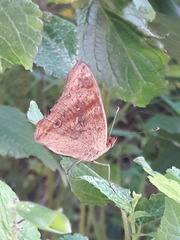 Junonia genoveva hilaris