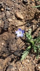 Nemophila menziesii integrifolia