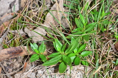 Opercularia ovata
