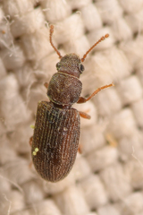 Berginus pumilus