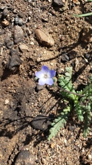 Nemophila menziesii integrifolia