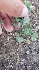 Nemophila menziesii integrifolia