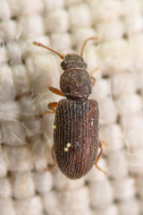 Berginus pumilus