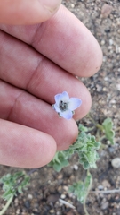 Nemophila menziesii integrifolia