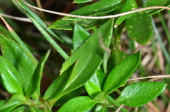 Opercularia ovata