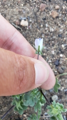 Nemophila menziesii integrifolia