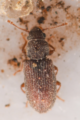 Berginus pumilus