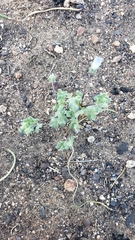 Nemophila menziesii integrifolia