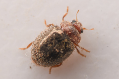 Rhyzobius lophanthae