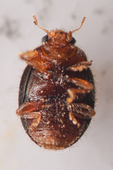 Rhyzobius lophanthae