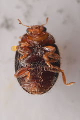 Rhyzobius lophanthae