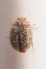 Rhyzobius lophanthae