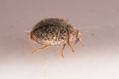 Rhyzobius lophanthae