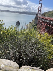 Euphorbia dendroides