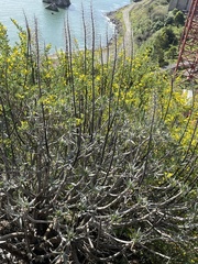 Euphorbia dendroides