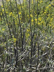 Euphorbia dendroides