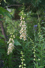 Digitalis ciliata