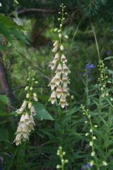 Digitalis ciliata