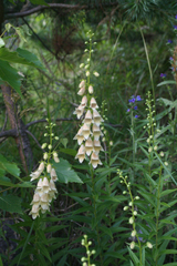 Digitalis ciliata