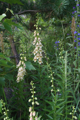 Digitalis ciliata