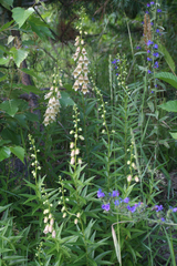 Digitalis ciliata