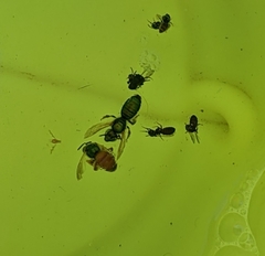 Agapostemon melliventris
