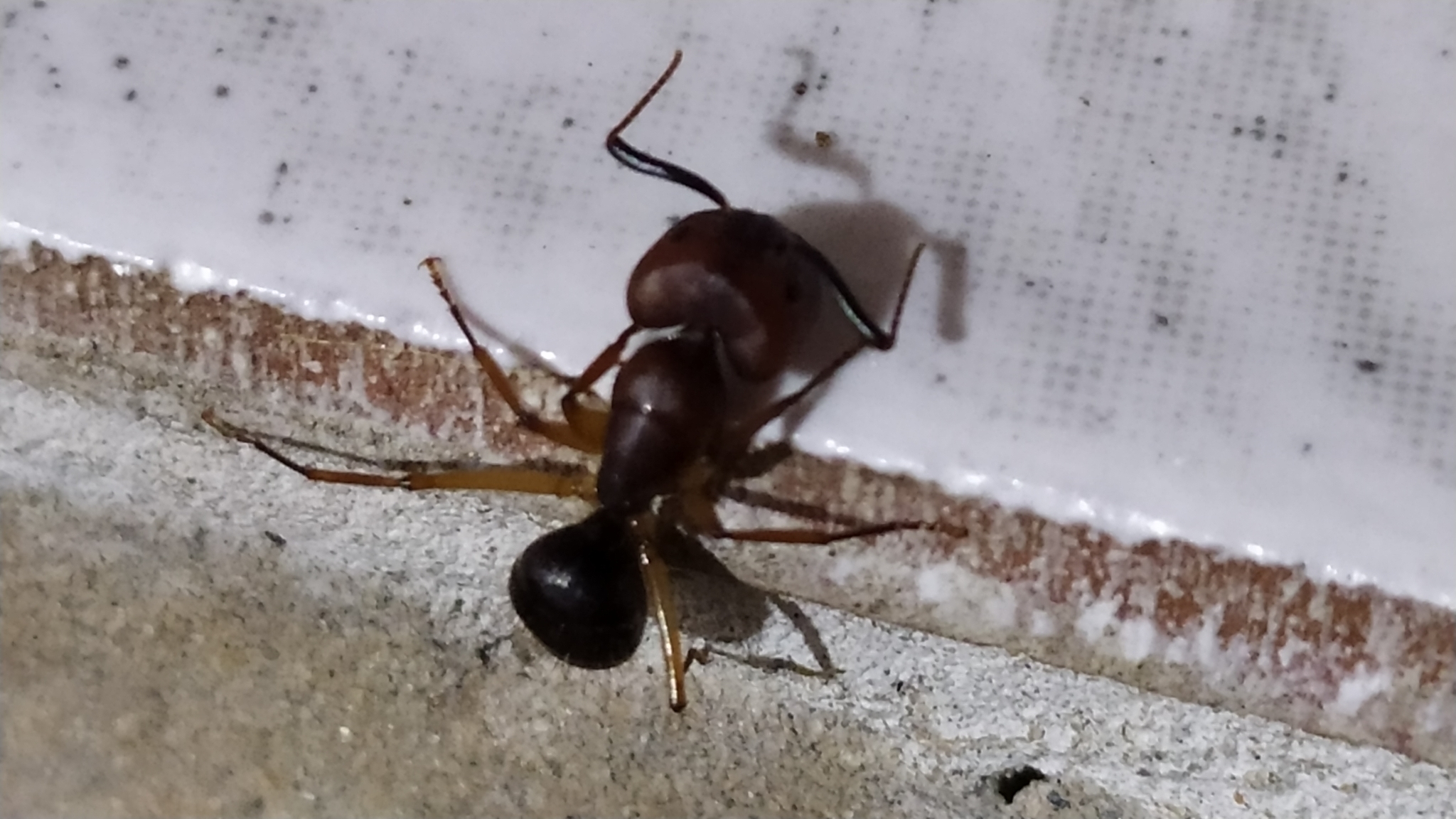 Camponotus borellii