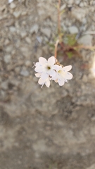 Gilia capitata abrotanifolia