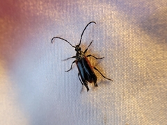 Pseudostrangalia cruentata