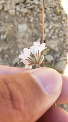 Gilia capitata abrotanifolia