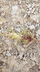 Gilia capitata abrotanifolia