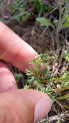 Apiastrum angustifolium