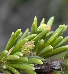 Eriophyes adenostomae