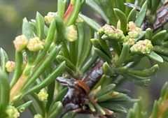Eriophyes adenostomae