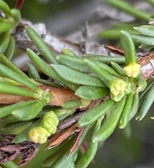 Eriophyes adenostomae