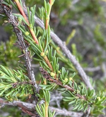 Eriophyes adenostomae
