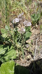 Phacelia cicutaria hispida