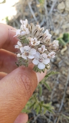 Phacelia cicutaria hispida