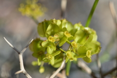 Gymnophyton