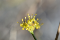 Gymnophyton