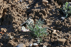 Astragalus eurekensis