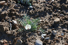 Astragalus eurekensis