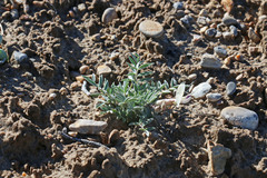 Astragalus eurekensis