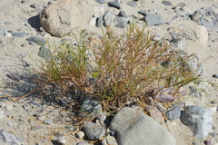 Gymnophyton