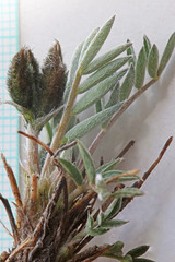 Astragalus eurekensis