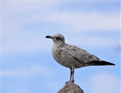Larus argentatus