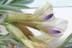 Astragalus eurekensis