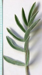 Astragalus eurekensis