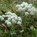 Western Cowbane - Photo (c) 2010 Barry Breckling, some rights reserved (CC BY-NC-SA)